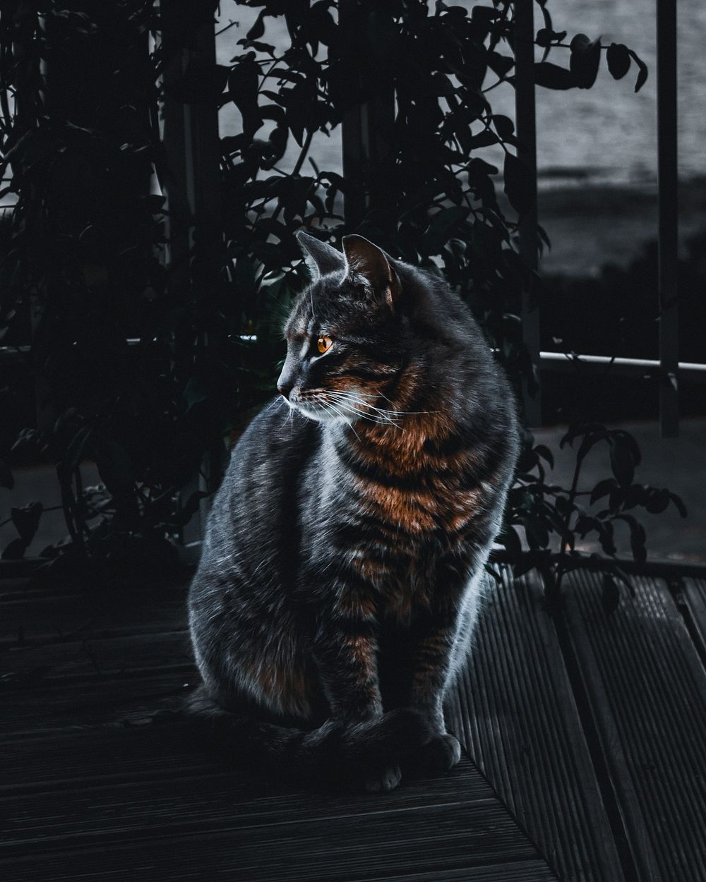 House cat in the dark of the night