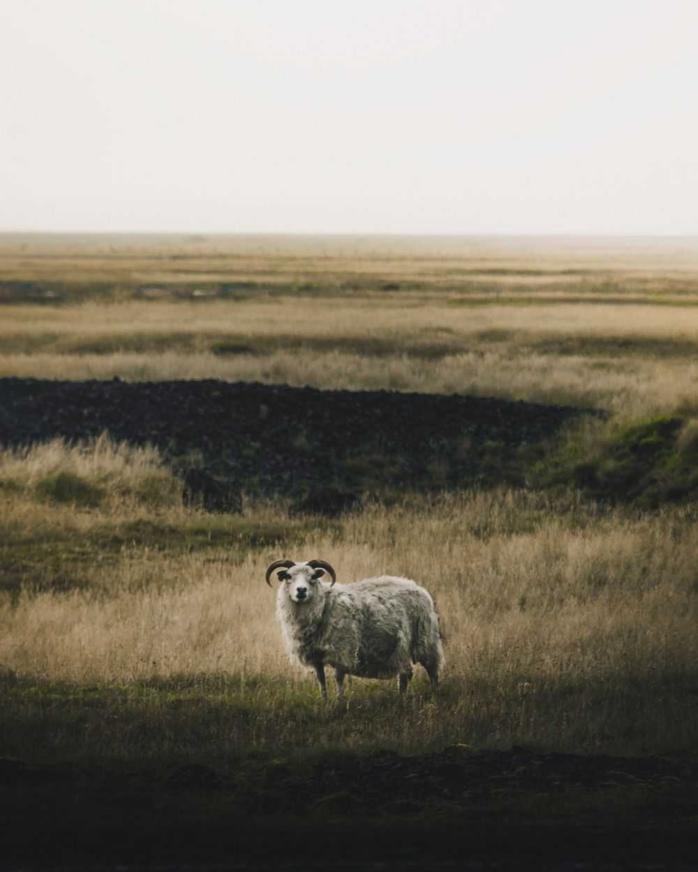 Male sheep alone in the wild of Iceland