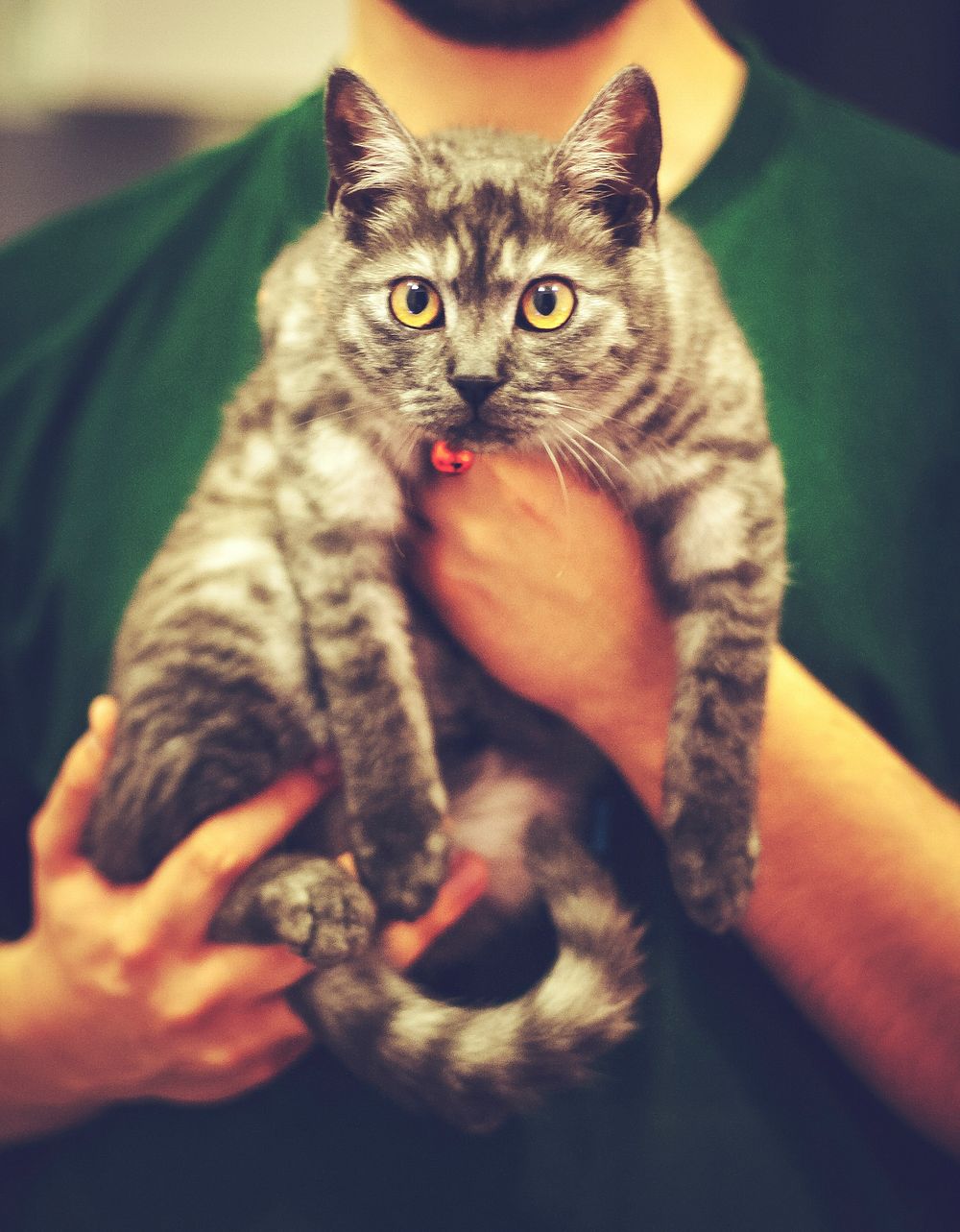 Man holding a furry cat. Visit Kaboompics for more free images.