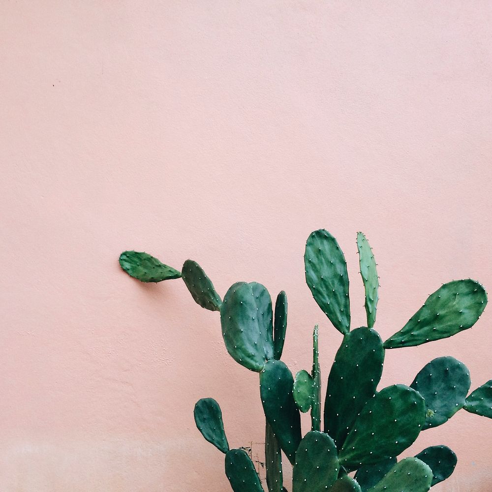 Opuntia Cactus by a pink wall
