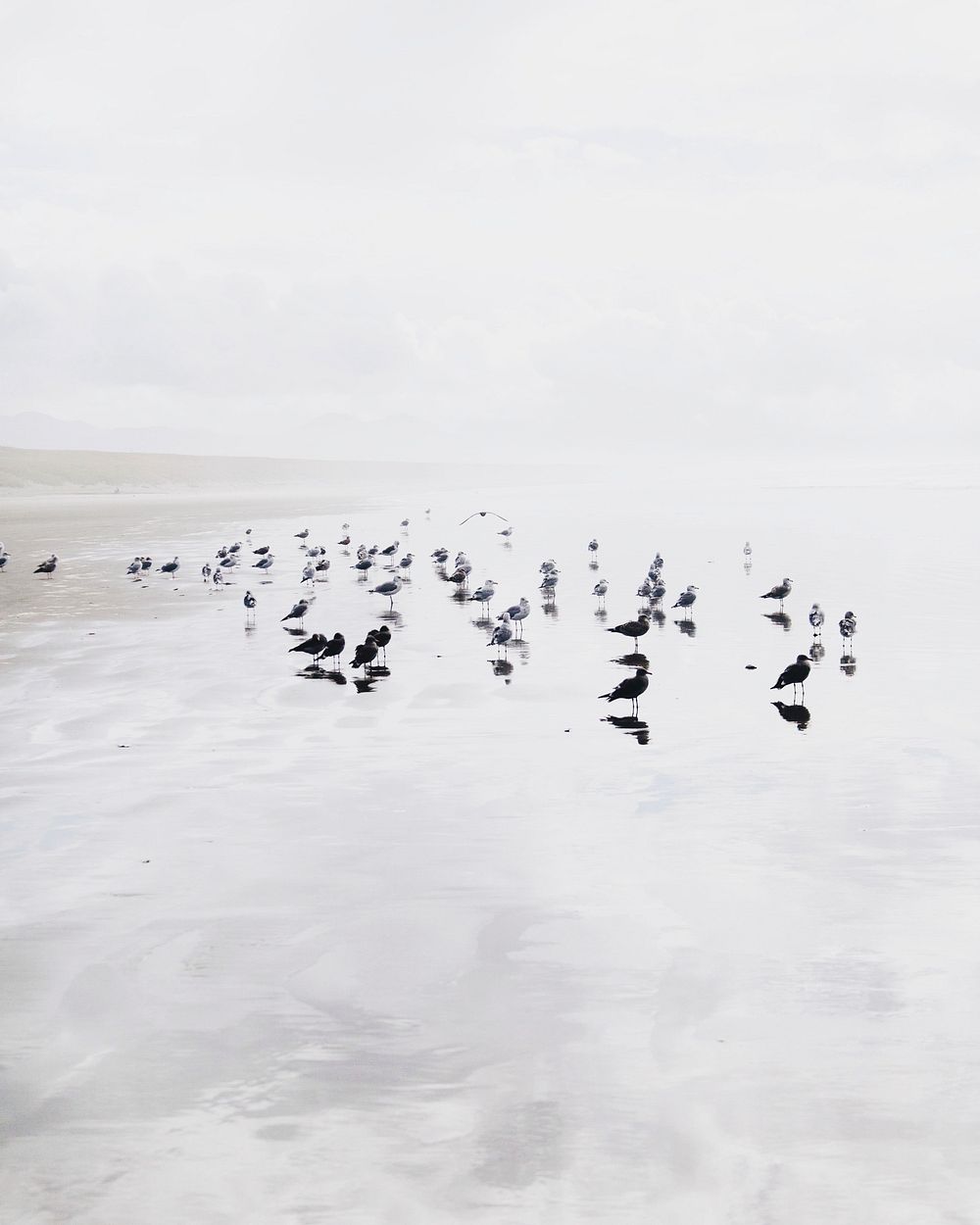 Seagulls on a beach