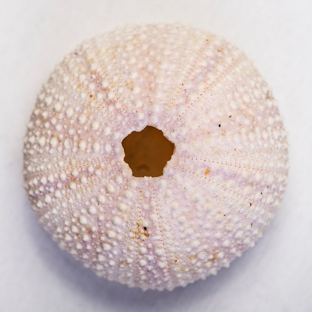 Top view of sea urchin skeleton