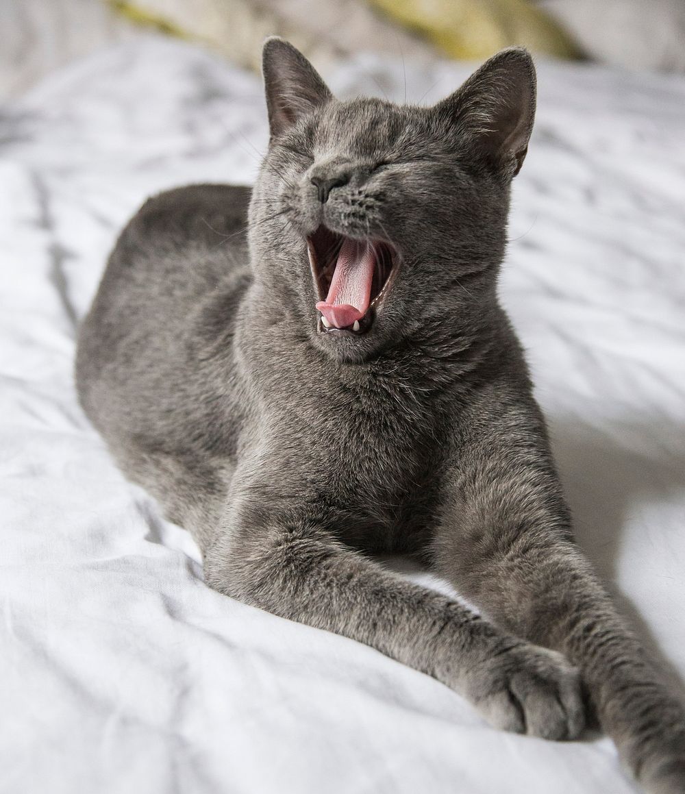 Yawning gray cat in bed