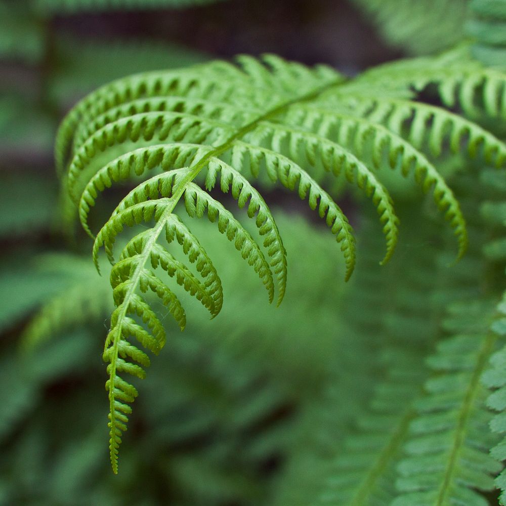 Close up of fern leaves