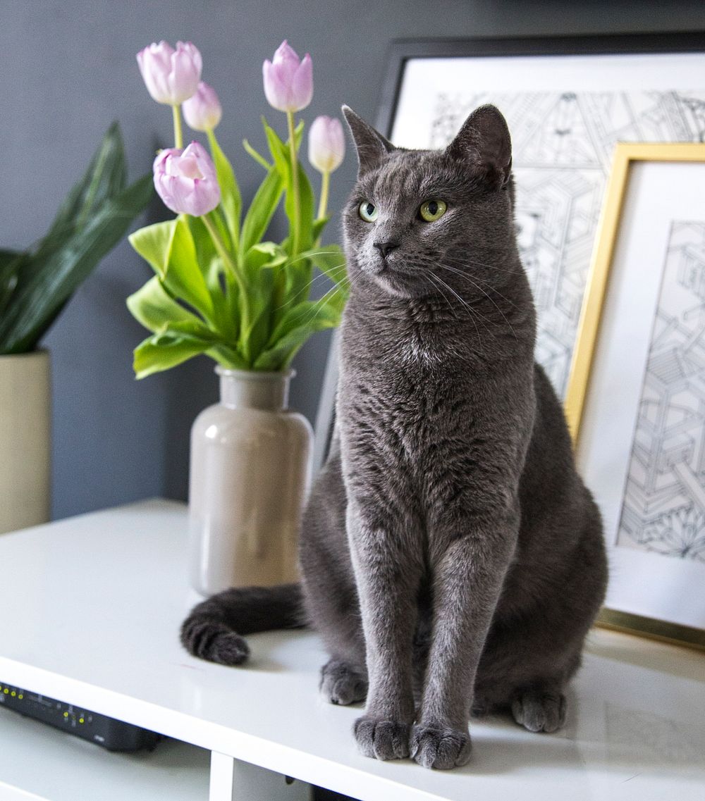 Grey domestic cat on a cabinet top