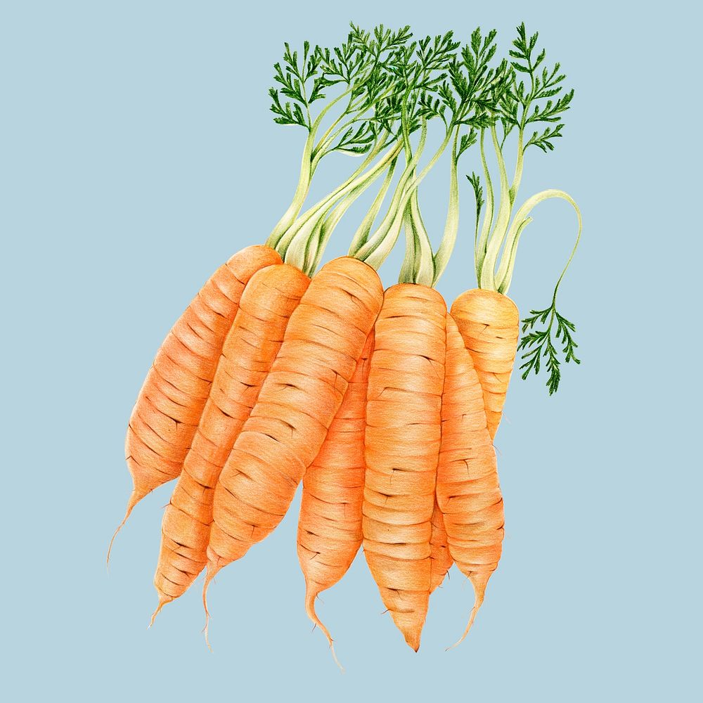 Морковка акварелью