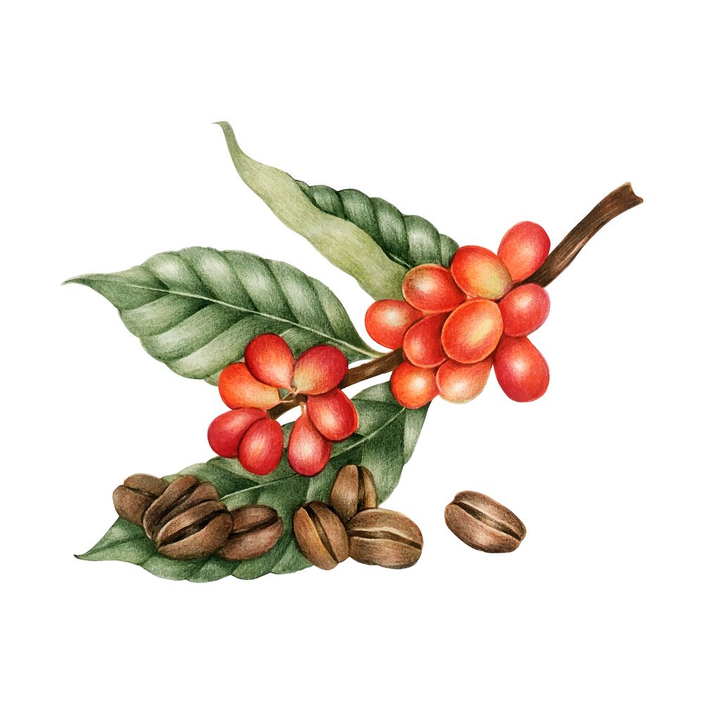 Illustration of coffee beans