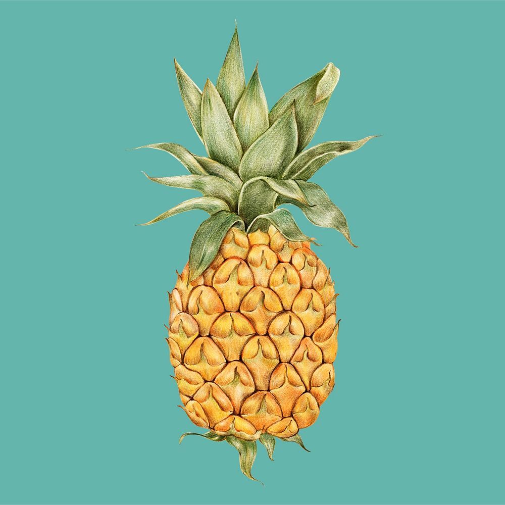 Hand drawn pineapple illustration