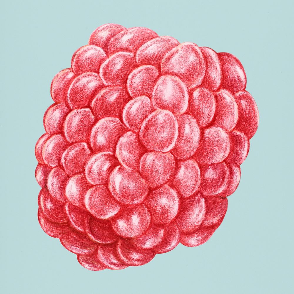 Hand drawn raspberry illustration