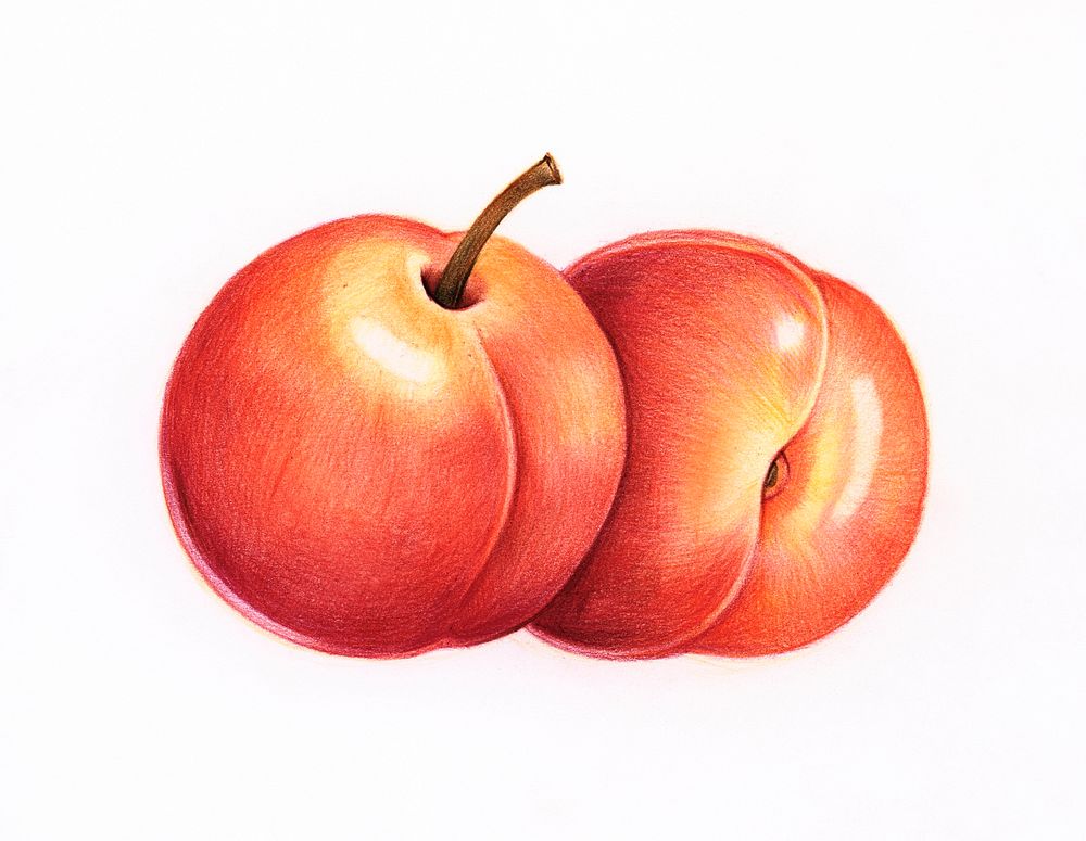 Hand drawn peach illustration