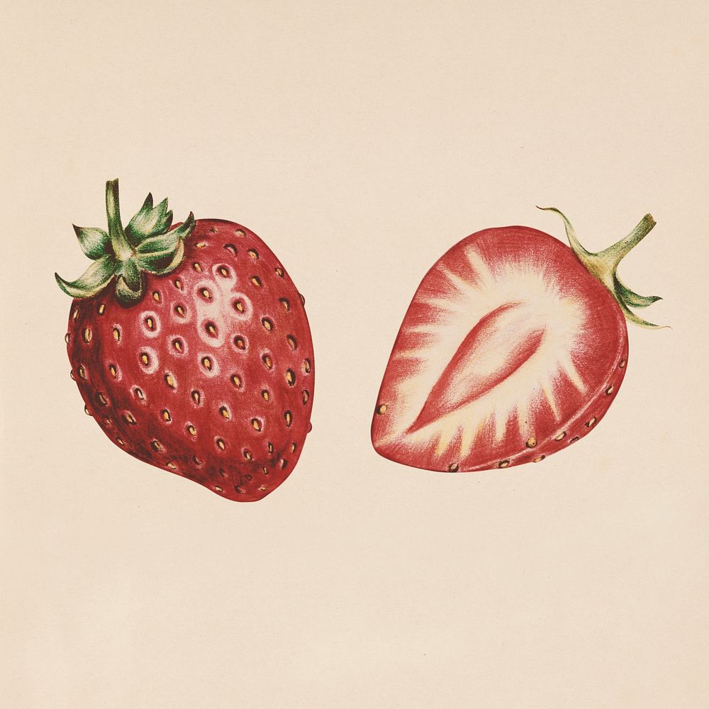 Hand drawn strawberry illustration