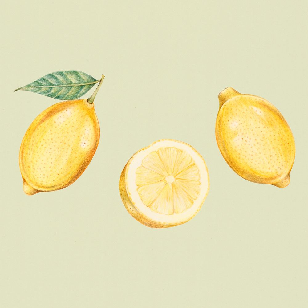 Hand drawn fresh lemons illustration