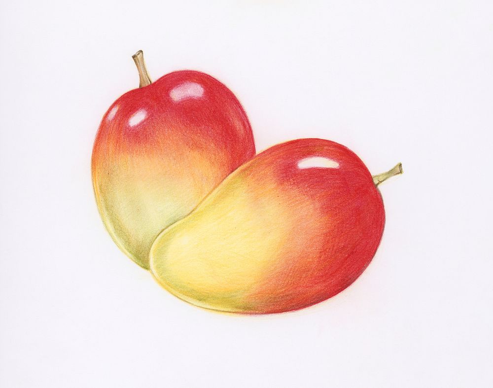 Hand drawn red mango illustration