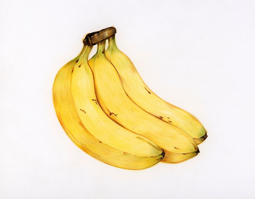 How to draw a realistic banana tutorial - easydrawingtips | Realistic  drawings, Pencil drawings for beginners, Fruits drawing