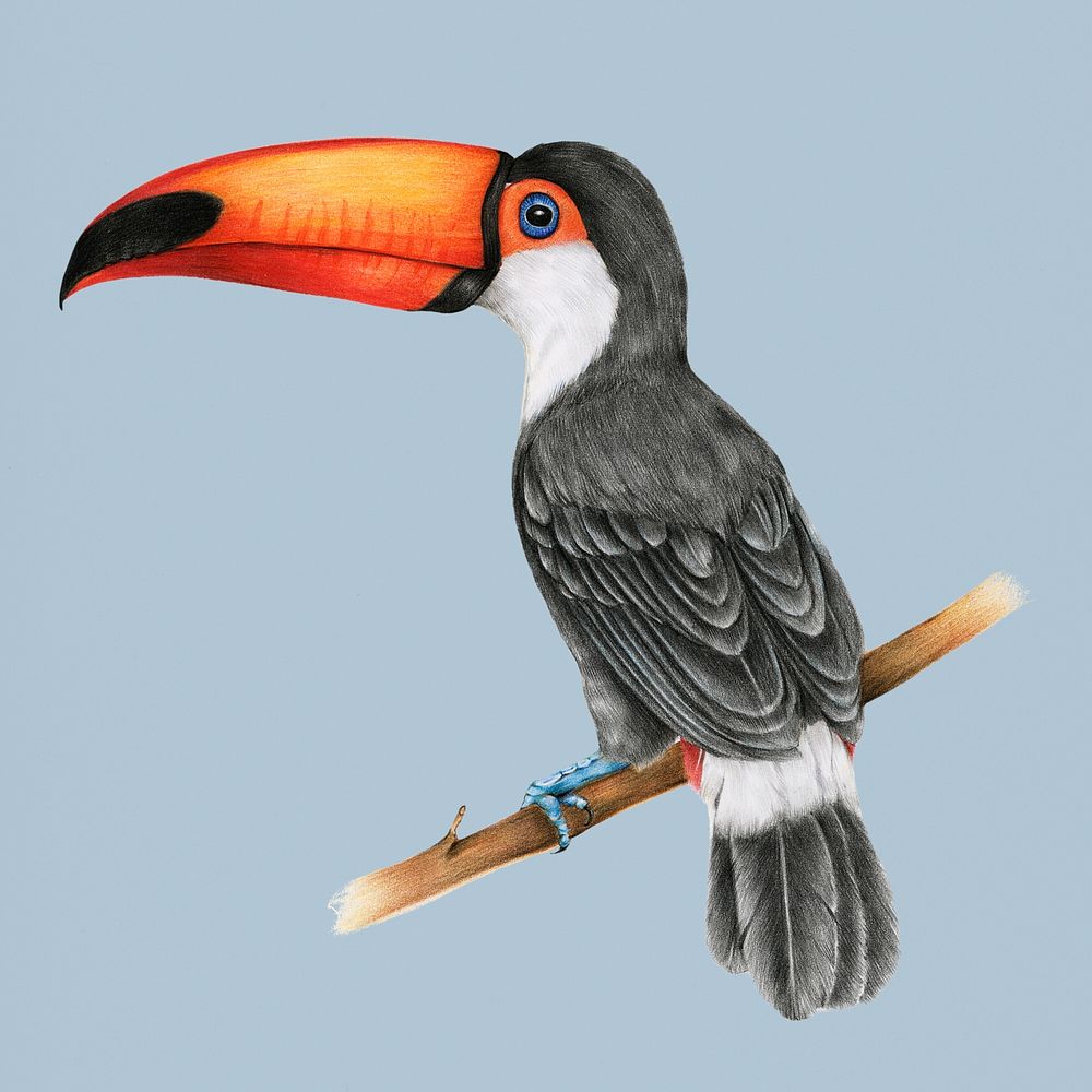 Hand drawn hornbill illustration