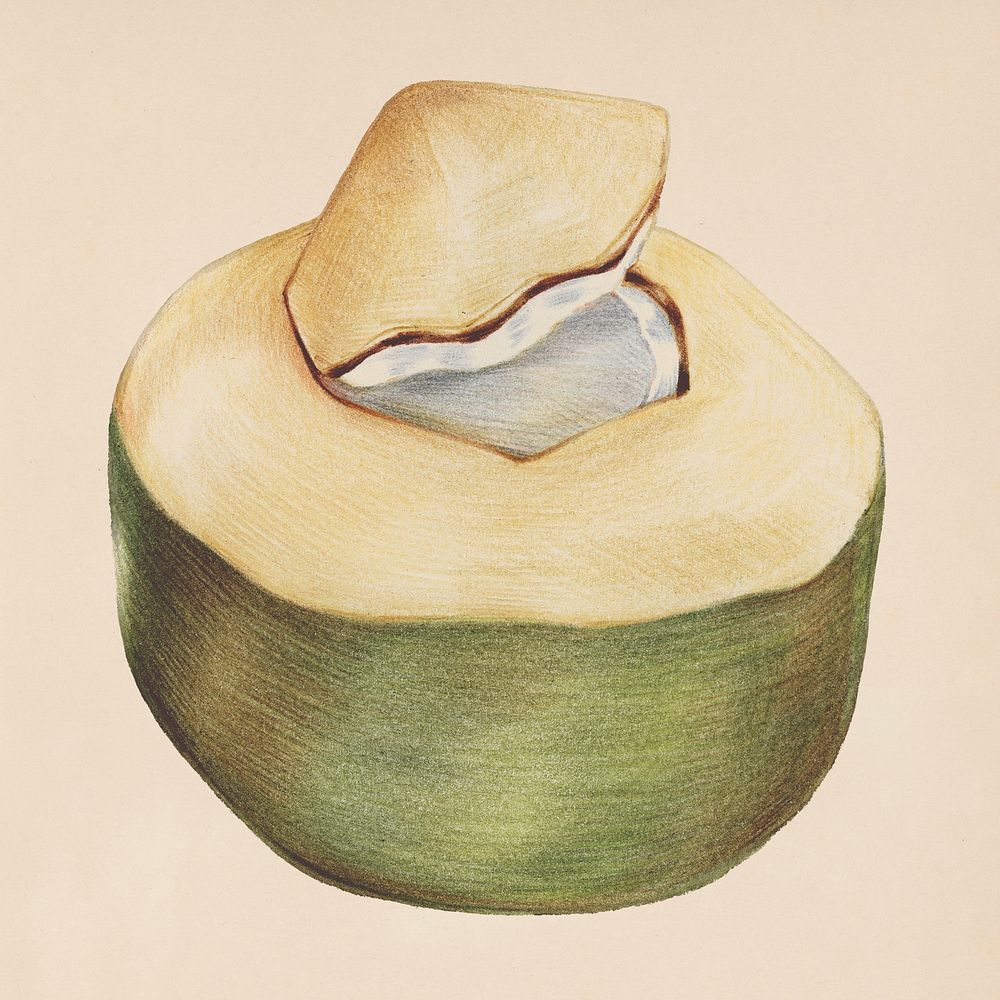 Hand drawn fresh coconut illustration