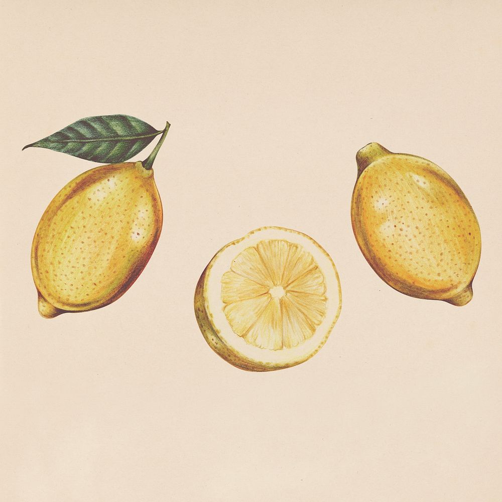 Hand drawn fresh yellow lemons illustration