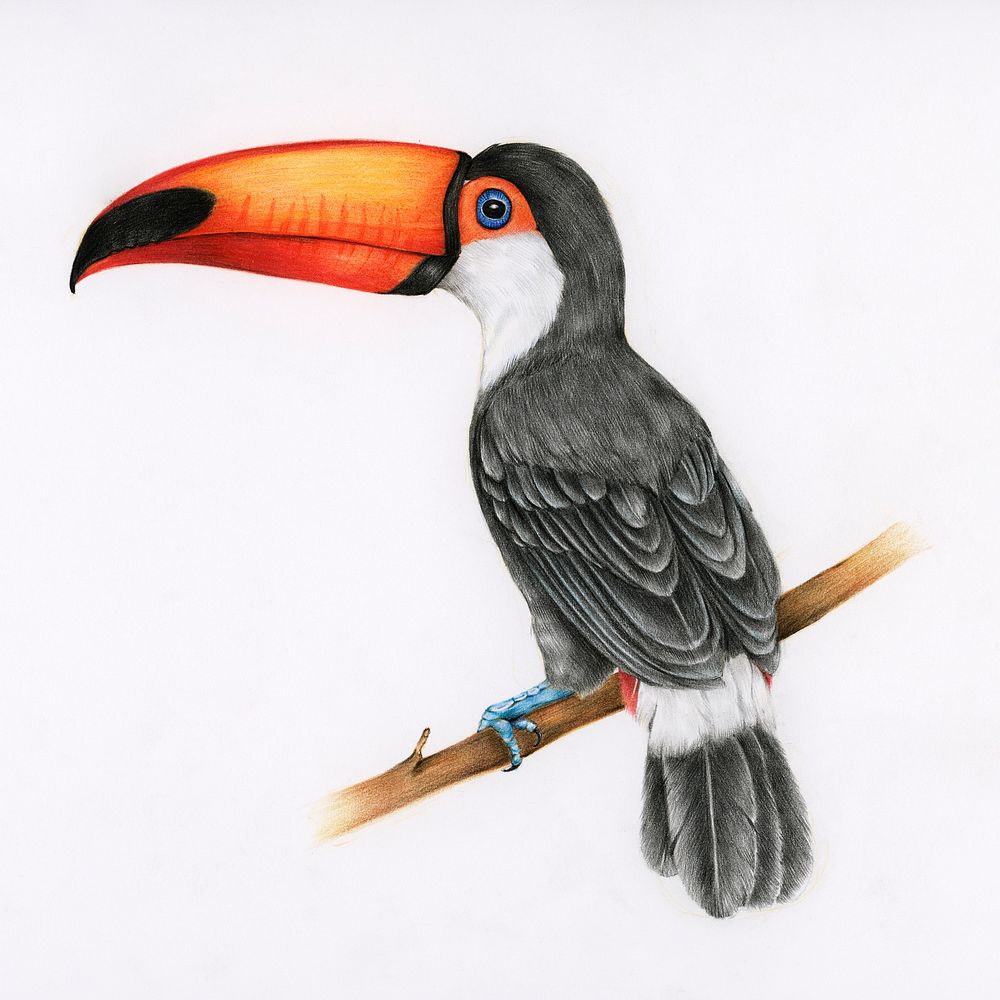 Hand drawn hornbill illustration