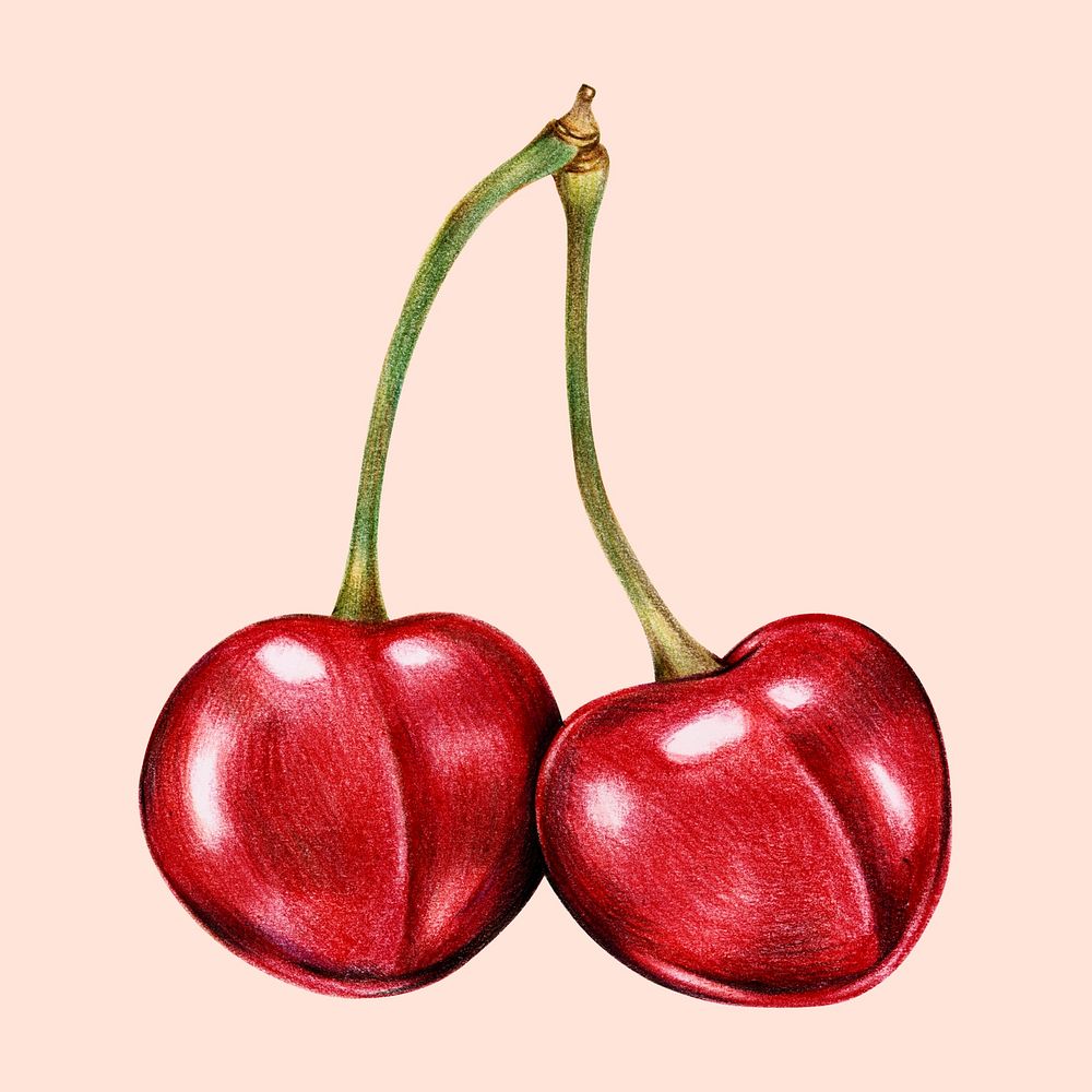 Hand drawn cherry illustration