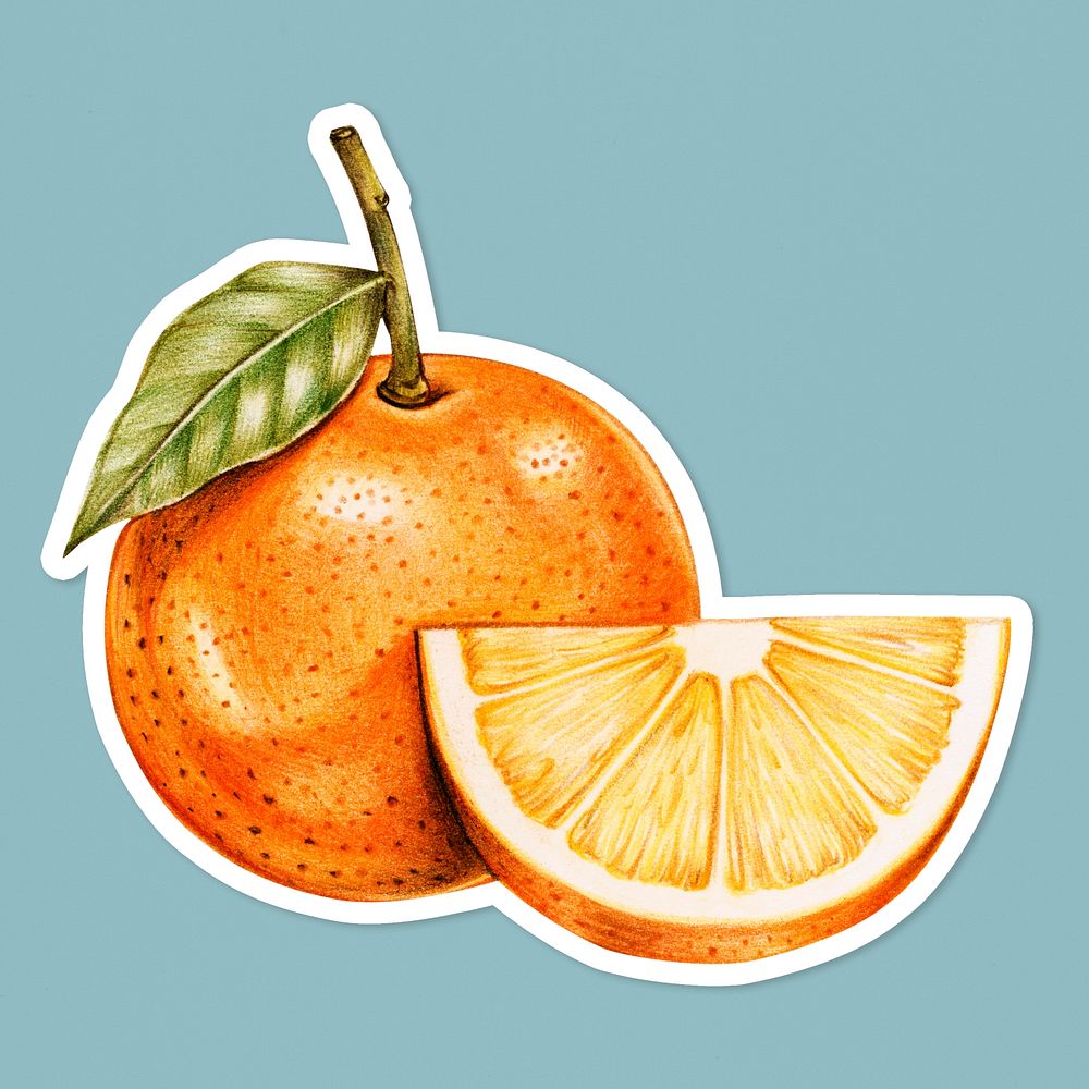 Organic fruit psd orange illustration hand drawn