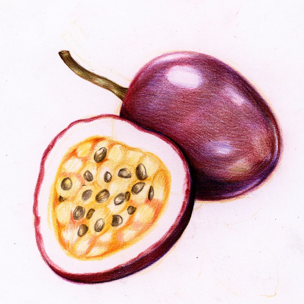 Hand drawn passion fruit illustration