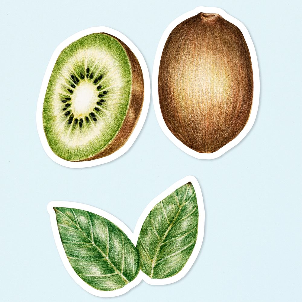 Kiwi fruit psd illustration organic food