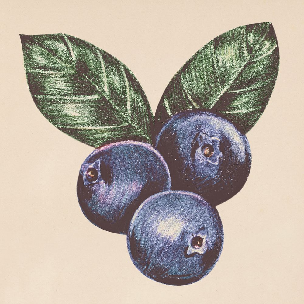 Hand drawn blueberry illustration