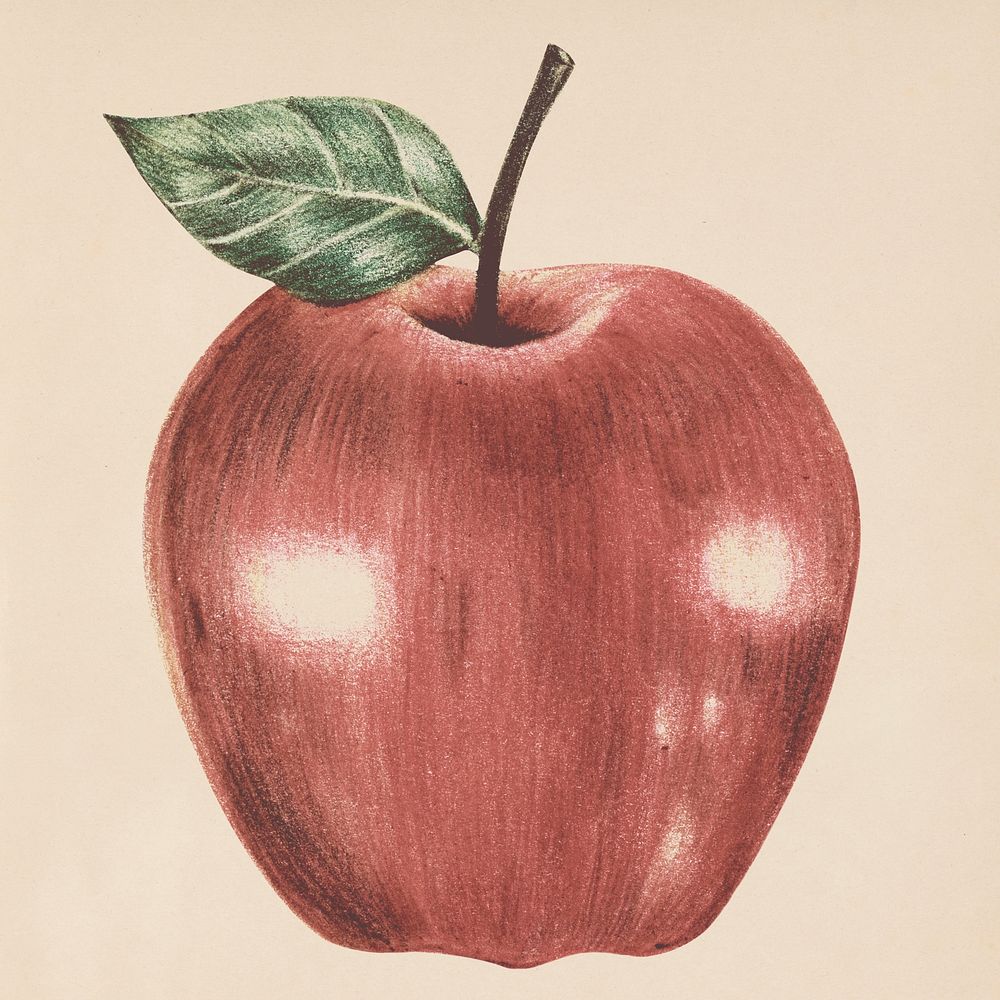 Hand drawn red apple illustration