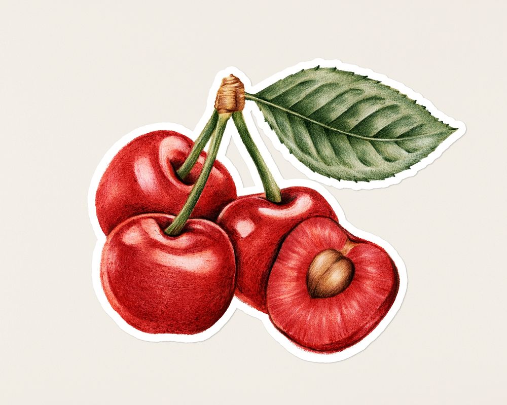 Hand drawn a bunch of cherries fruit sticker with a white border on a white background