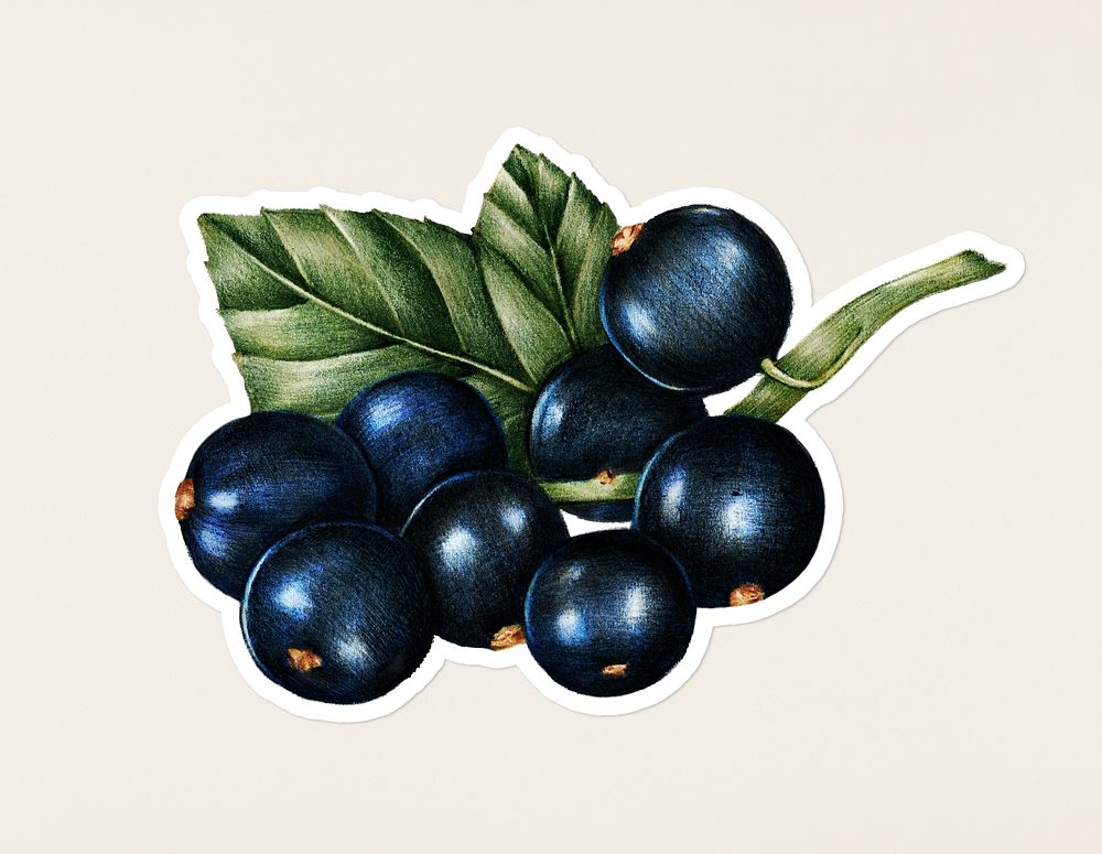 Hand drawn blackcurrants fruit sticker with a white border on a white background