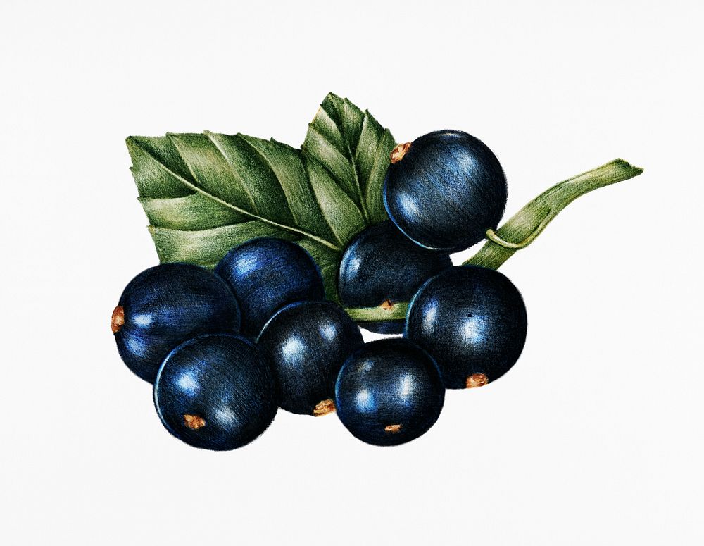 Hand drawn sketch of blackcurrants