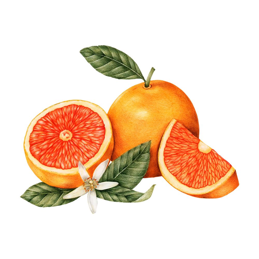Hand drawn sketch of oranges