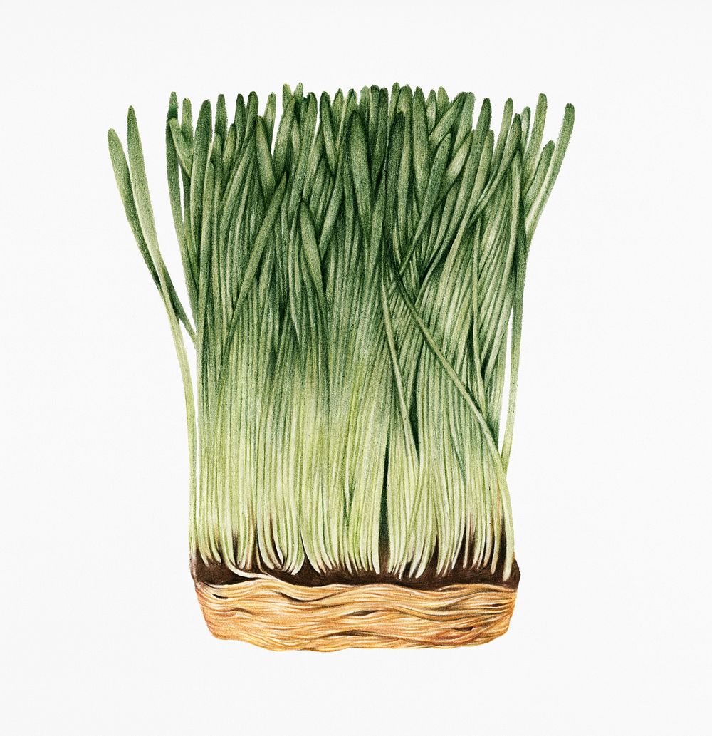 Hand drawn sketch of wheatgrass