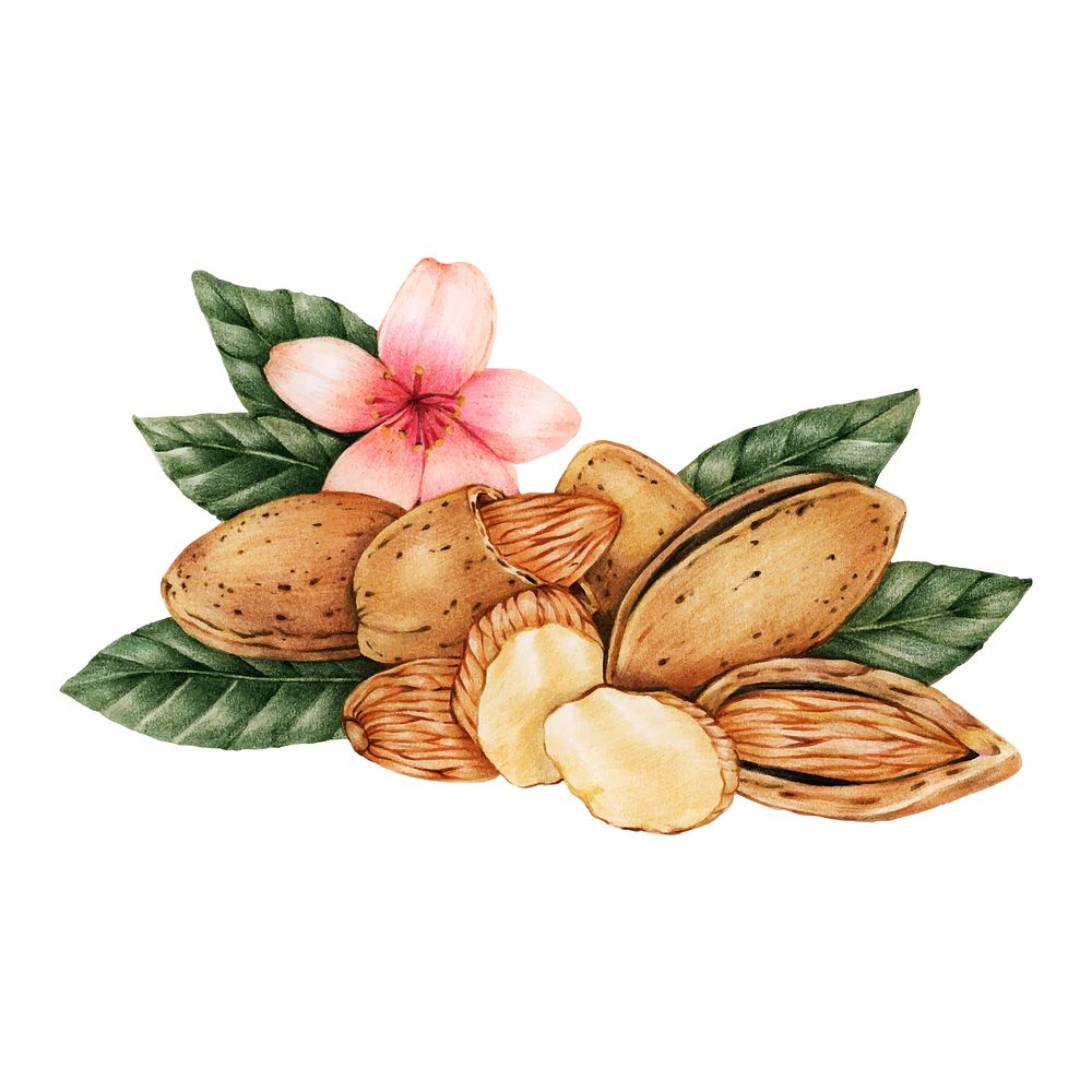 Hand drawn sketch of almonds