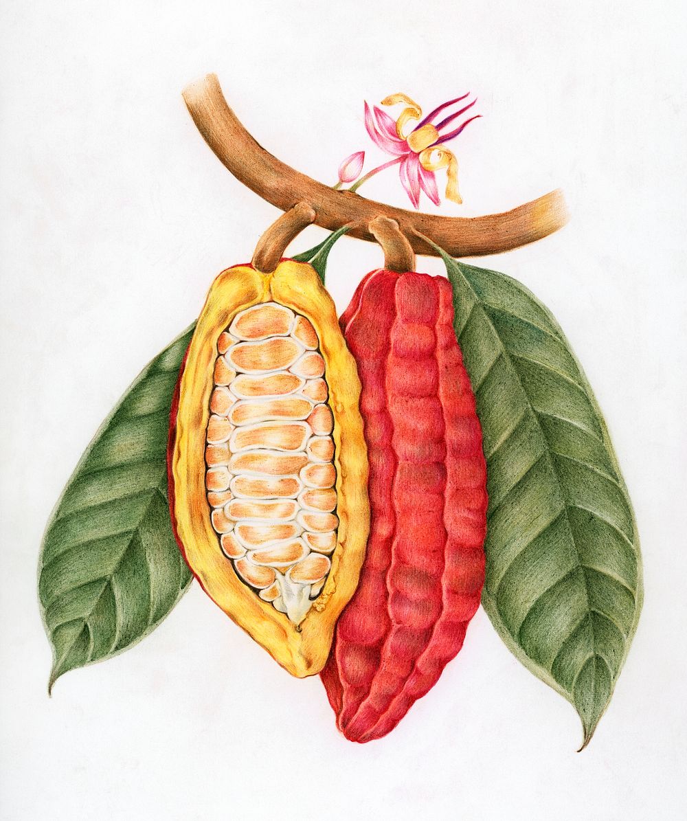 Illustration drawing style of cacao