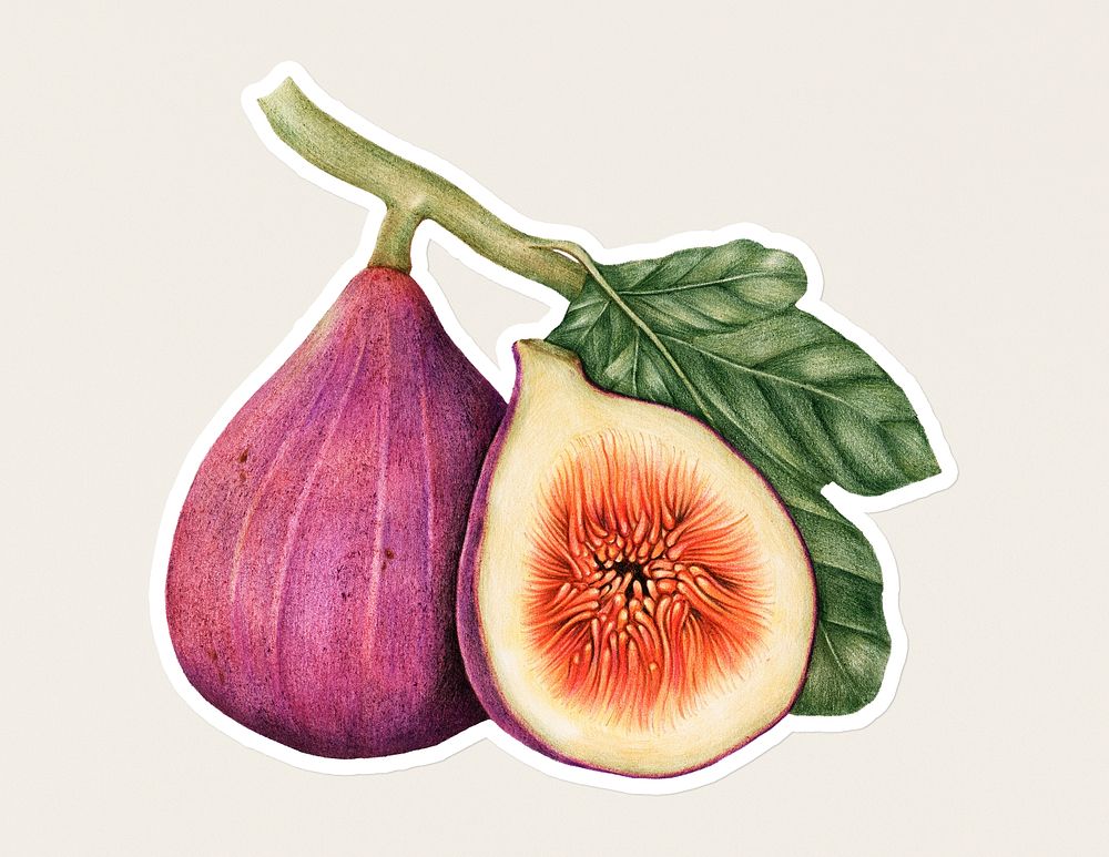 Hand drawn fig fruit sticker with a white border on a white background