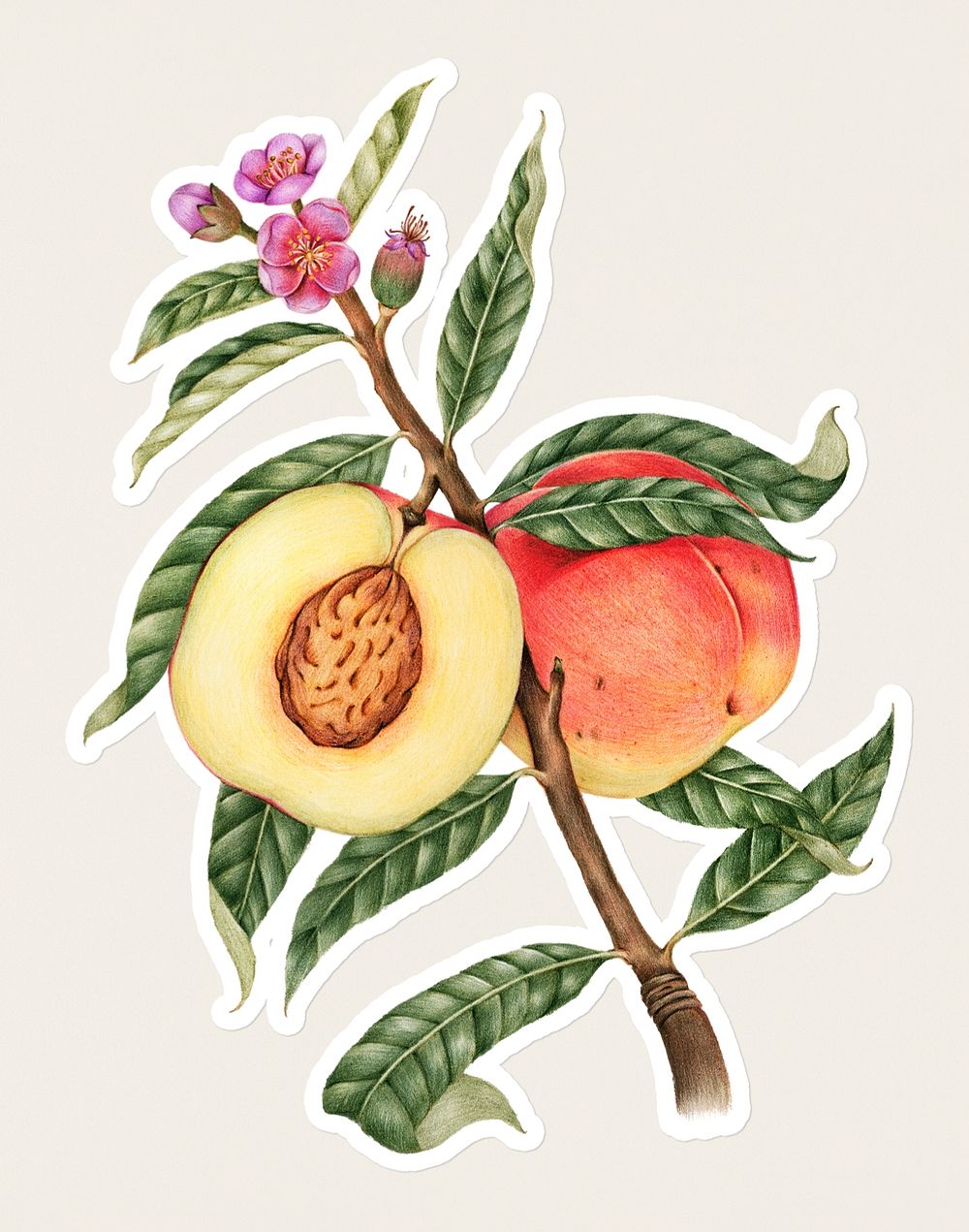 Hand drawn peach fruit sticker with a white border on a white background