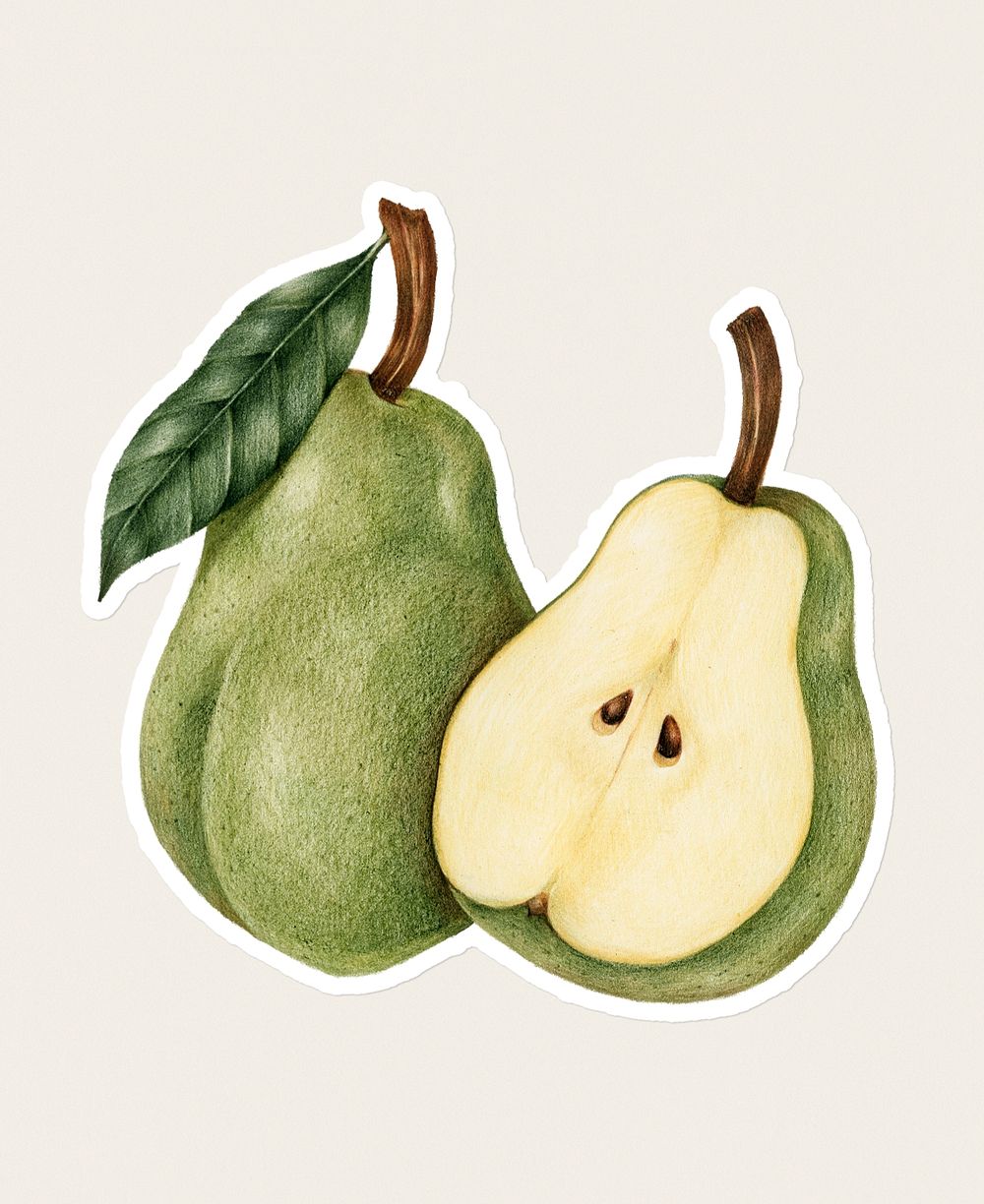 Hand drawn pear fruit sticker with a white border on a white background