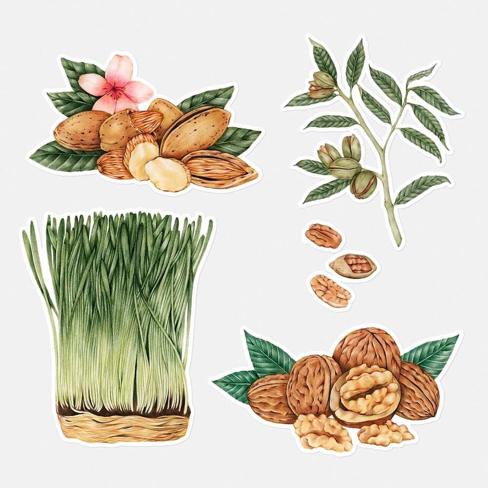 Hand drawn wheatgrass and nuts sticker with a white border set