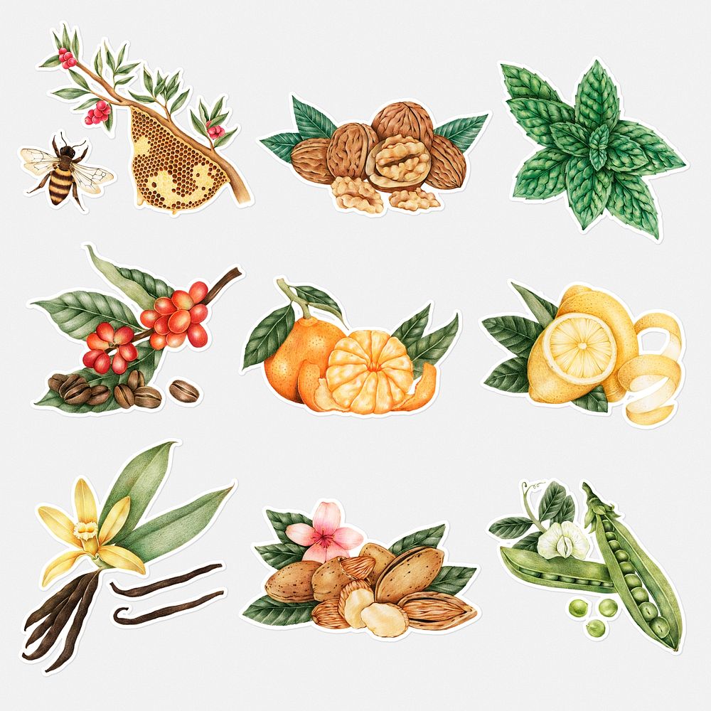 Hand drawn fruit and vegetable sticker with a white border set