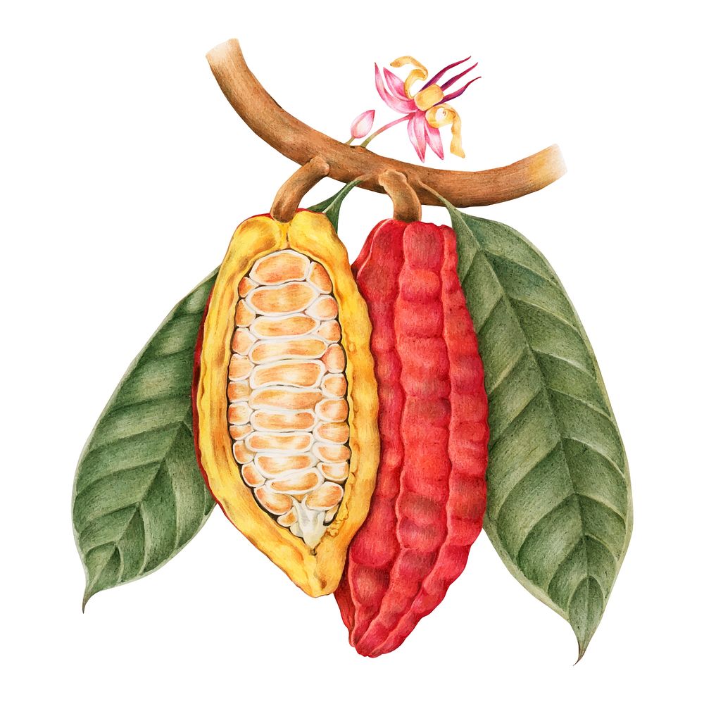 Illustration drawing style of cacao