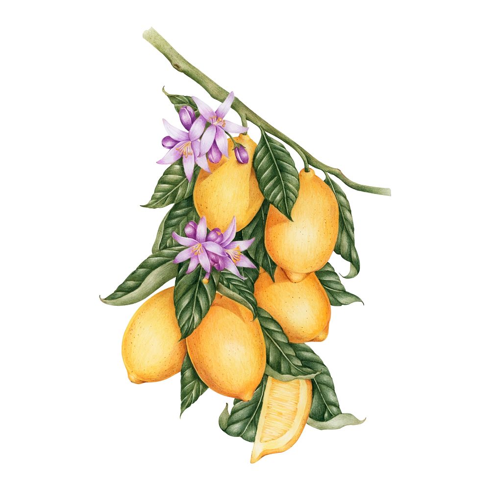 Illustration drawing style of lemon
