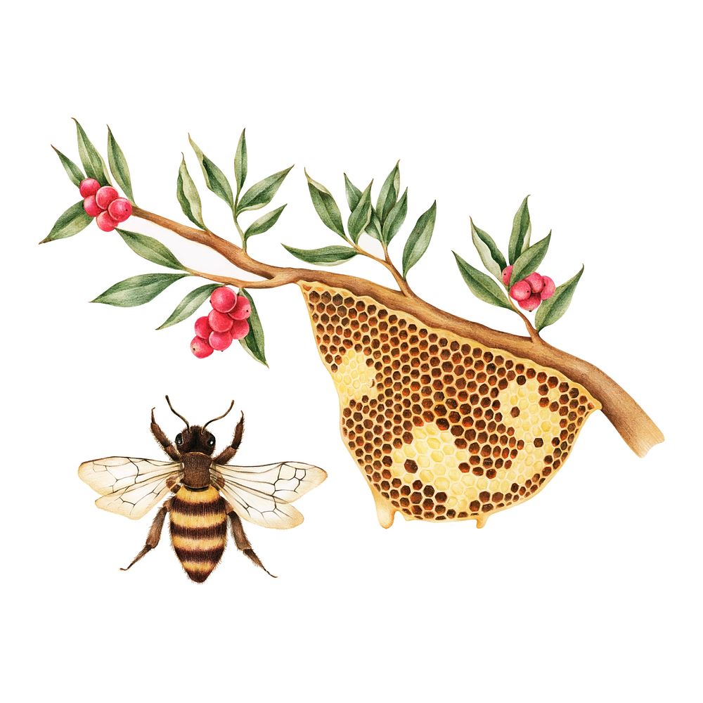 Illustration drawing style of bee hive