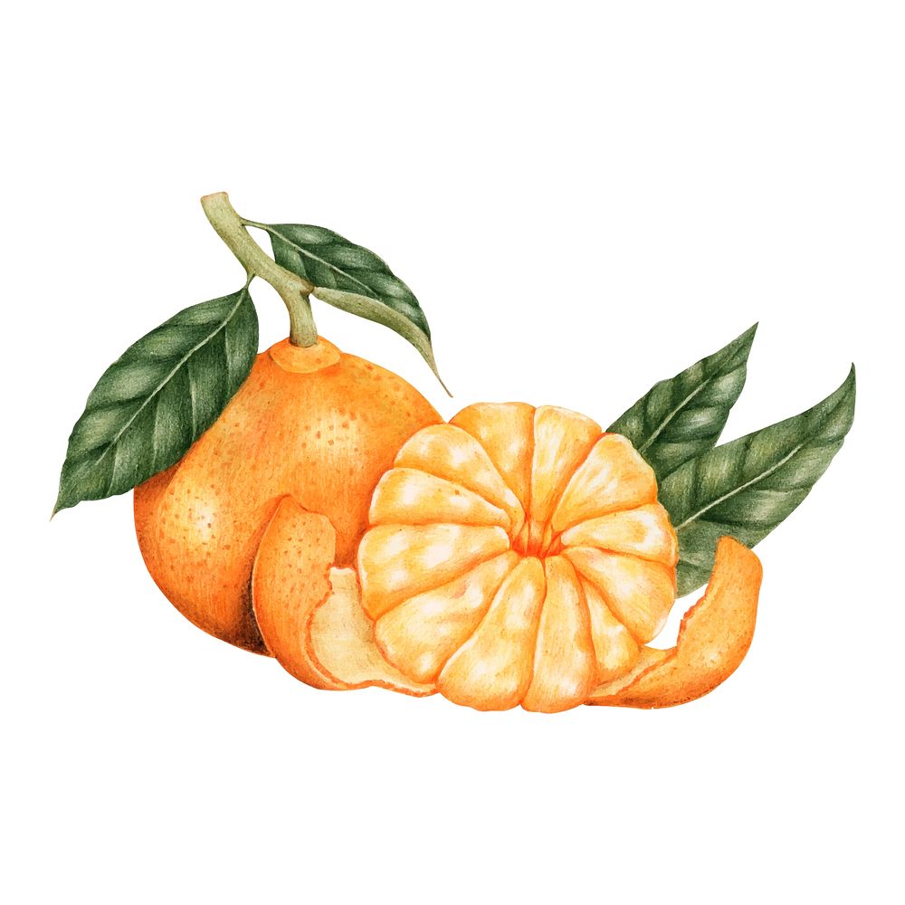 Illustration drawing style of orange
