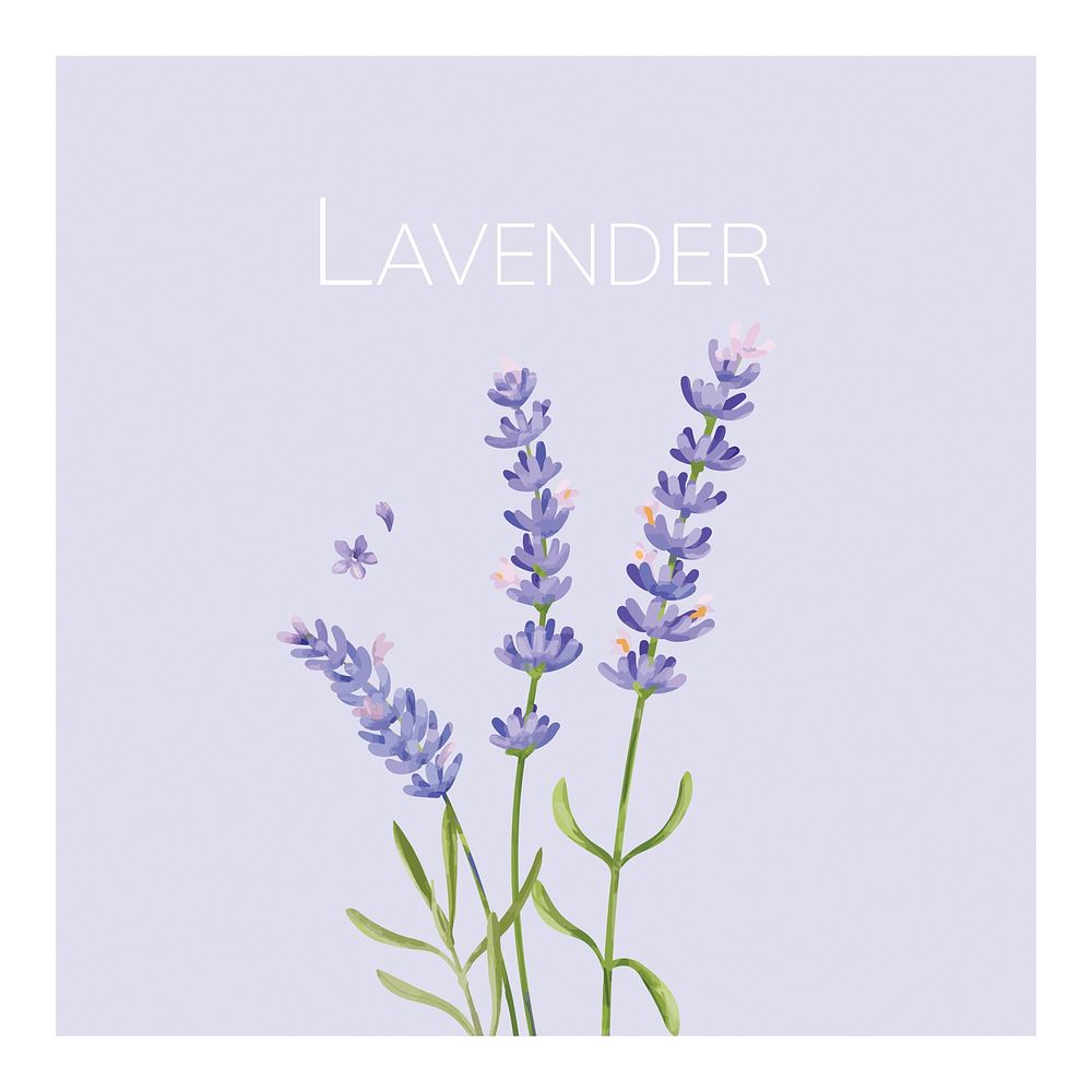 Hand drawn lavender flower illustration