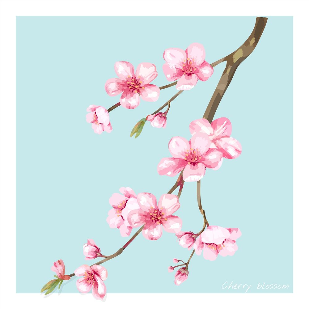 Hand drawn cherry blossom flower illustration
