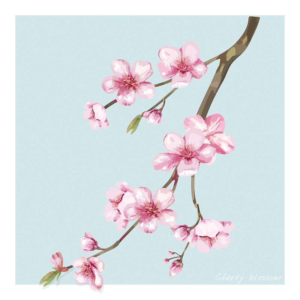Hand drawn cherry blossom flower illustration