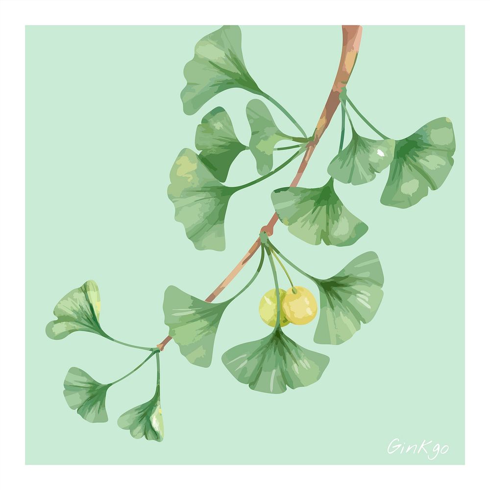 Hand drawn ginkgo flower illustration