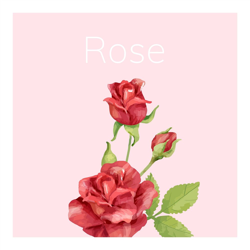 Hand drawn rose flower illustration
