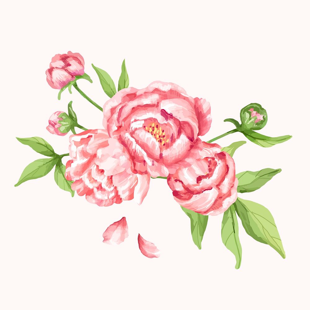 Hand drawn pink peony flower illustration